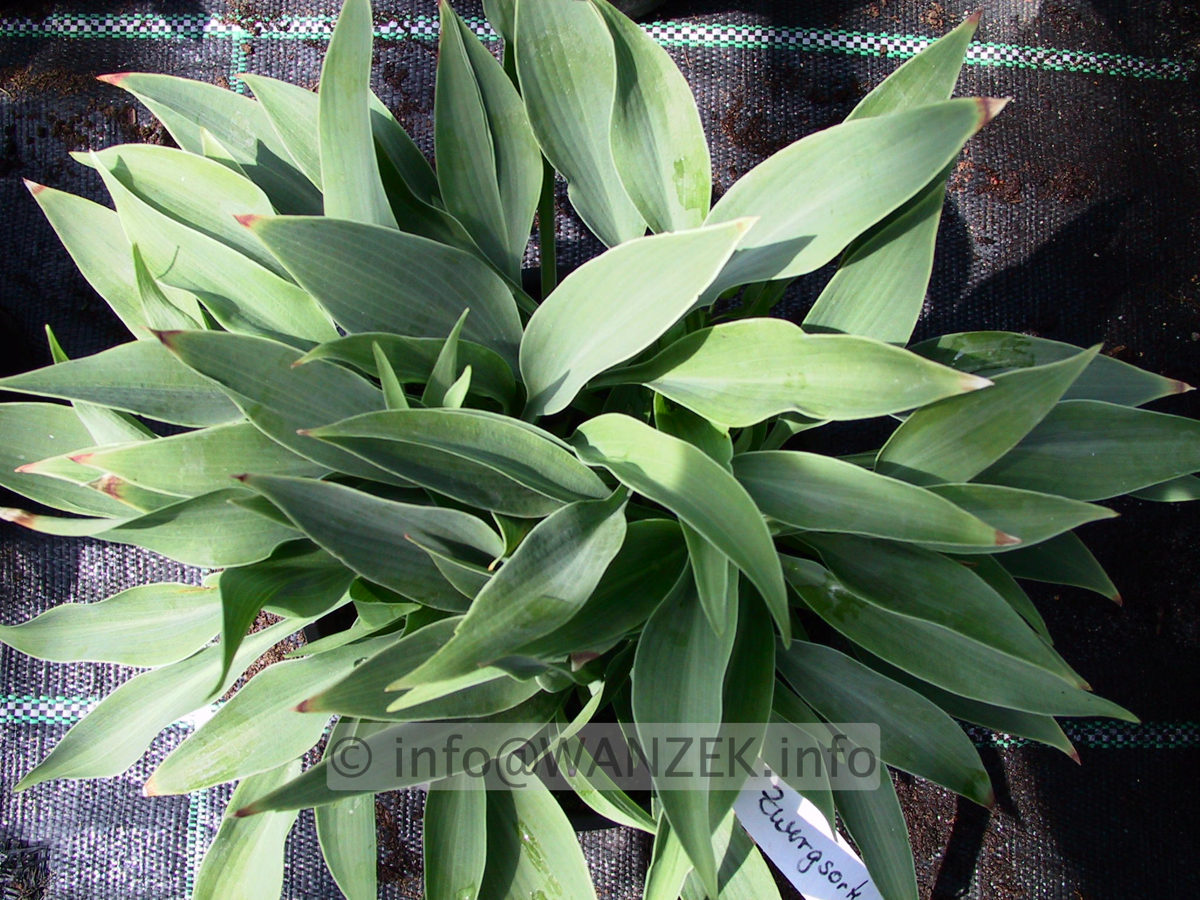 Hosta tardiva Hadspen Heron 03.jpg